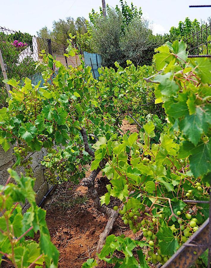 Figs & Grapes * Cosy Small House * Marmari * South Evia Holiday home